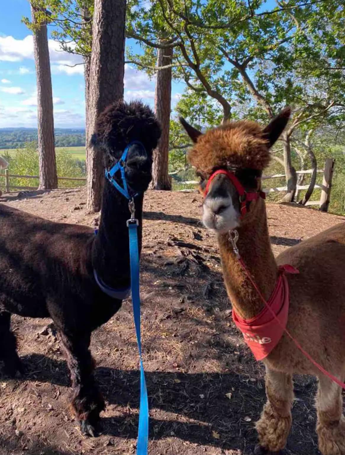 Alpaca walking — a nearby activity available in the New Forest